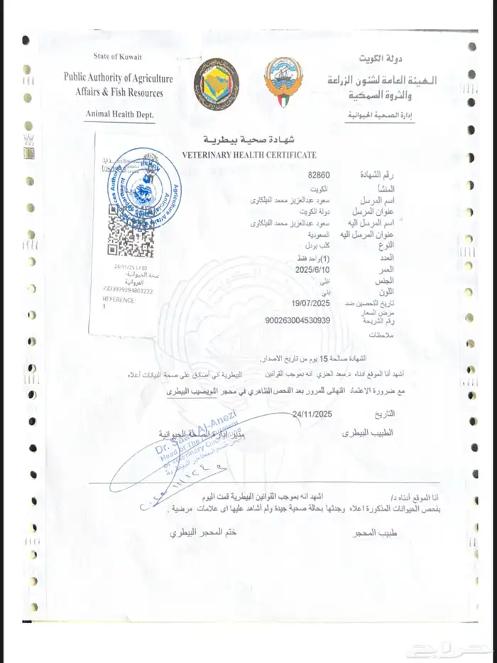 Premium Female Toy Poodle Puppy - Complete Package- بودل 8