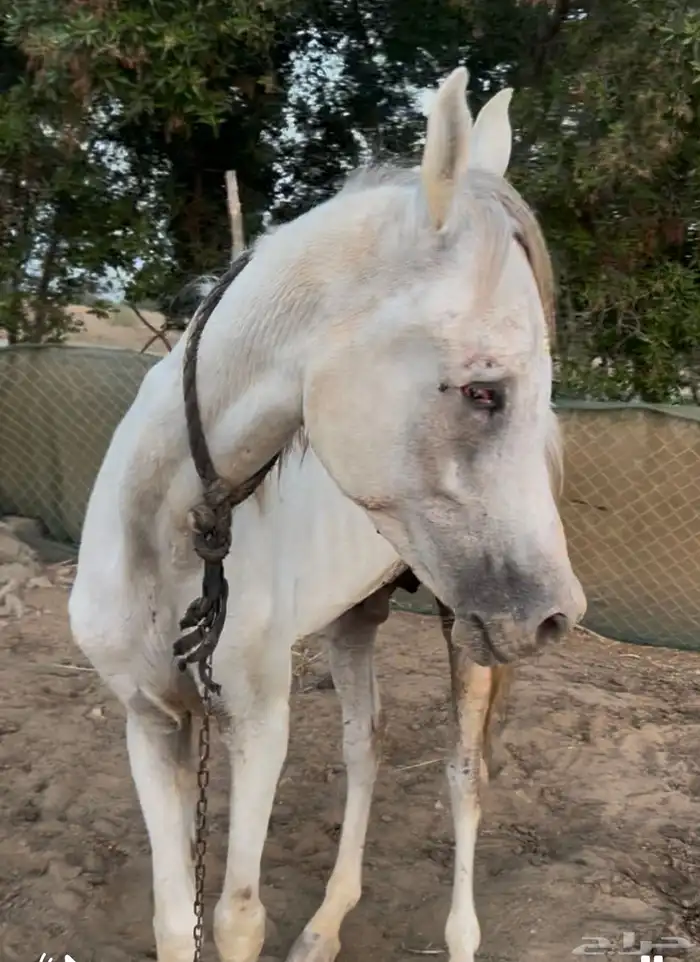 خيل للبيع 5
