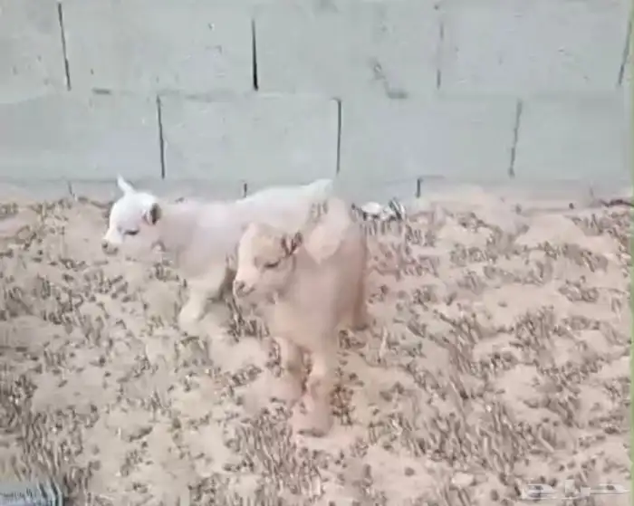 زوج قزميات 3