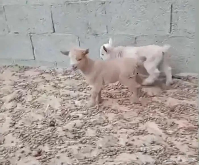 زوج قزميات 4