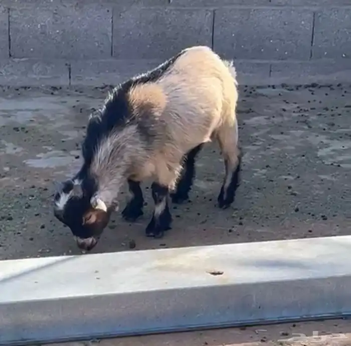 زوج قزميات 2