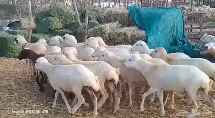 رخال بلدي شحم لحم من 650 ريال 1