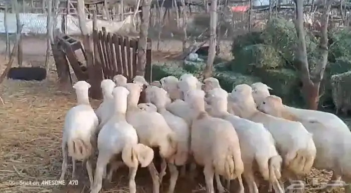 رخال بلدي شحم لحم من 650 ريال 2