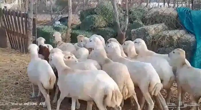 رخال بلدي شحم لحم من 650 ريال 0