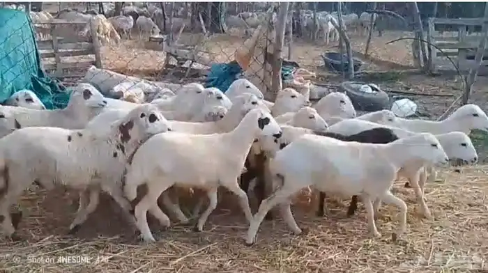 رخال بلدي شحم لحم من 650 ريال 4