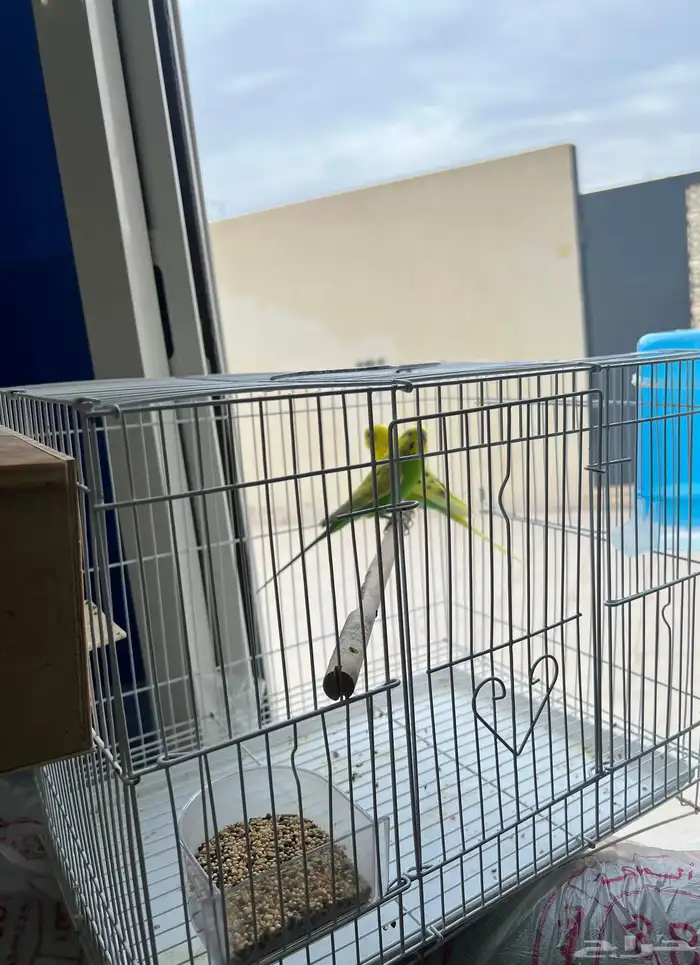طيور للبيع مع كل أغراضه بصحه ممتازه جدا 0
