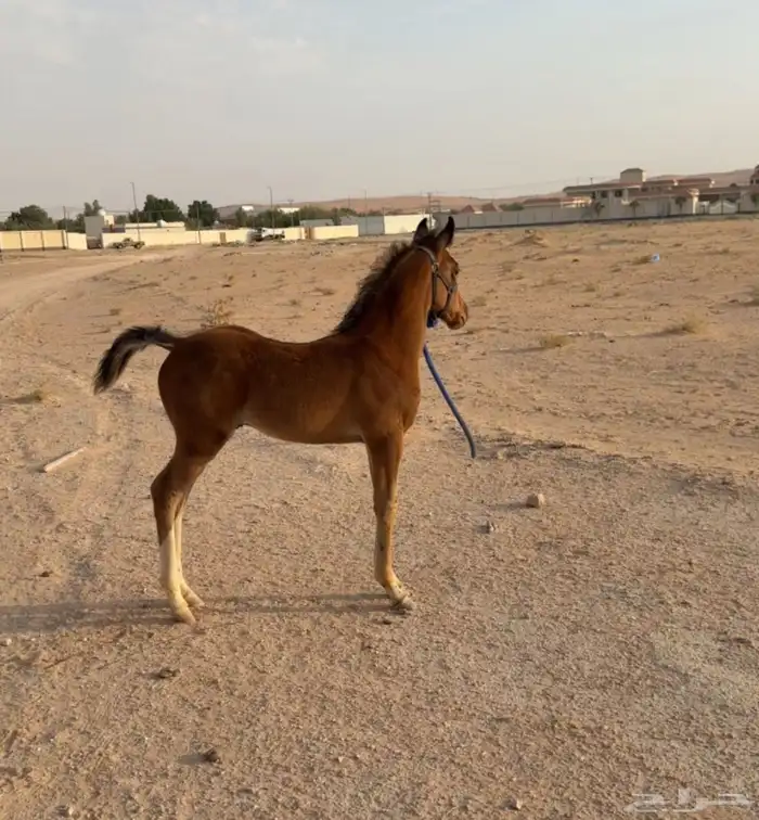 مهر عربي خط سرعة للبيع 0