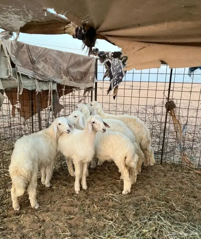 للبيع غنم حريات 0