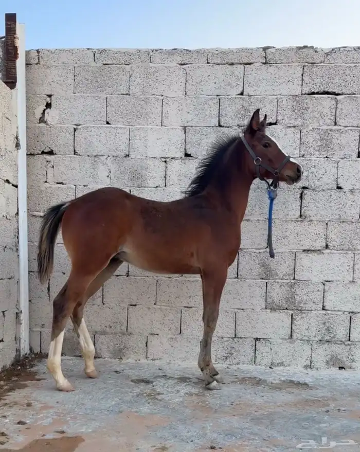 مهر عربي خط سرعة للبيع 1