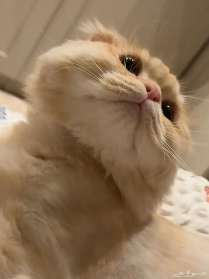 قط ذكر فولد معقم للبيع 6