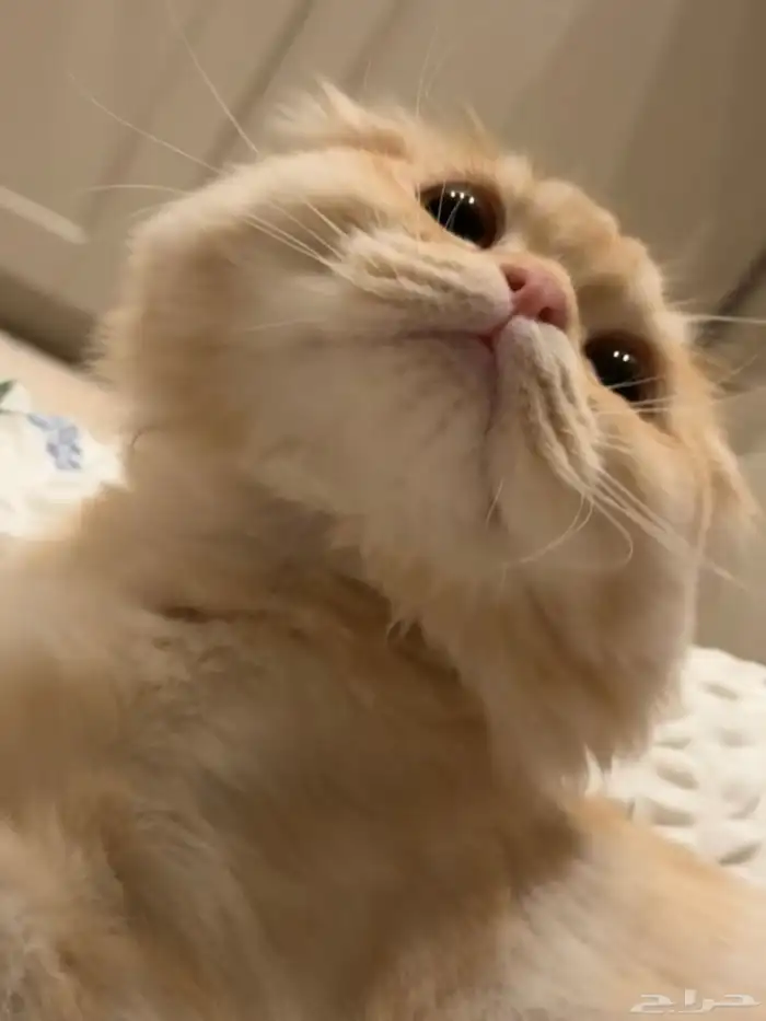 قط ذكر فولد معقم للبيع 7