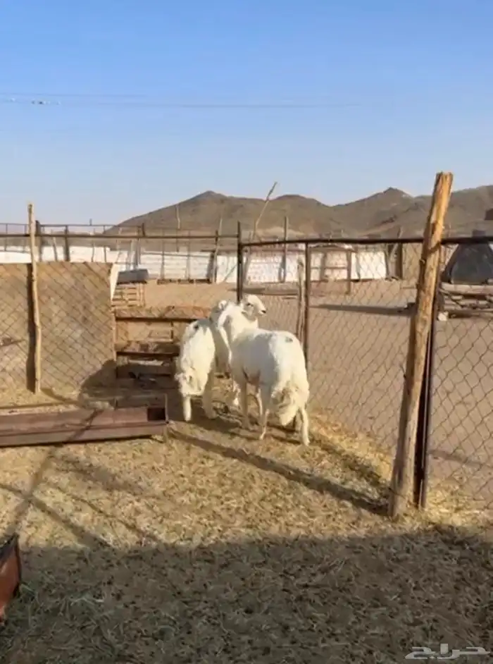 طليان جبره للبيع 1