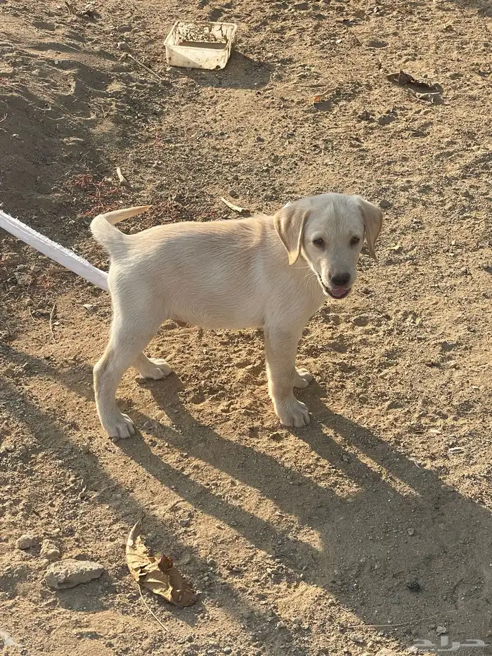 جرو لابرادور للبيع 1