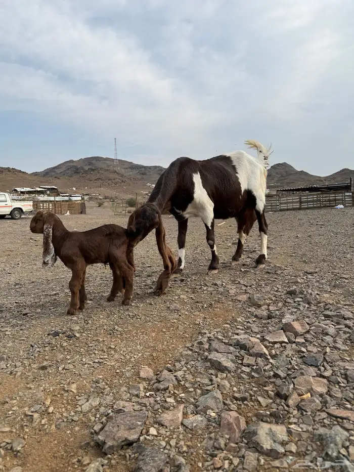 عنز هولنديه صنف 4