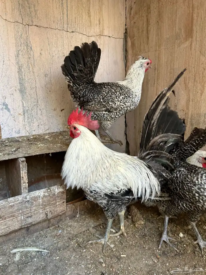 دجاج فيومي 3