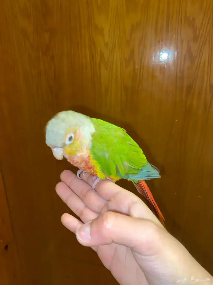 للبيع ببغاء كنيور محجل 19