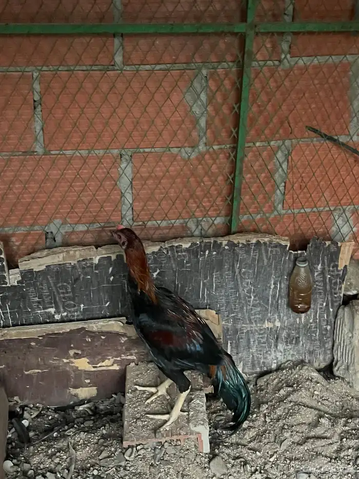 ديك بكستاني 1