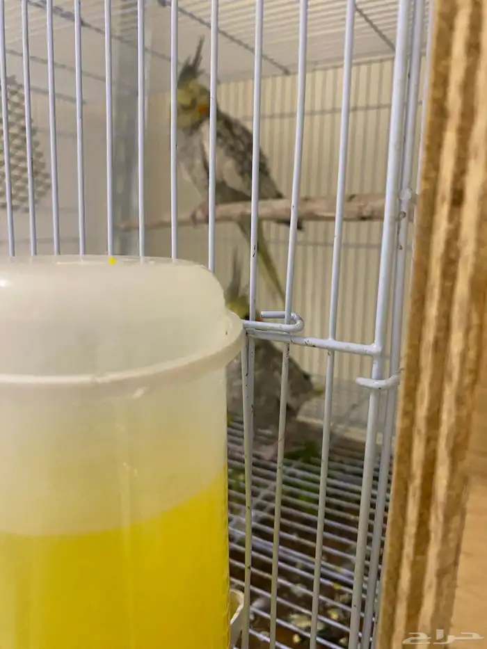 للبيع جوز كروان فراشه 5