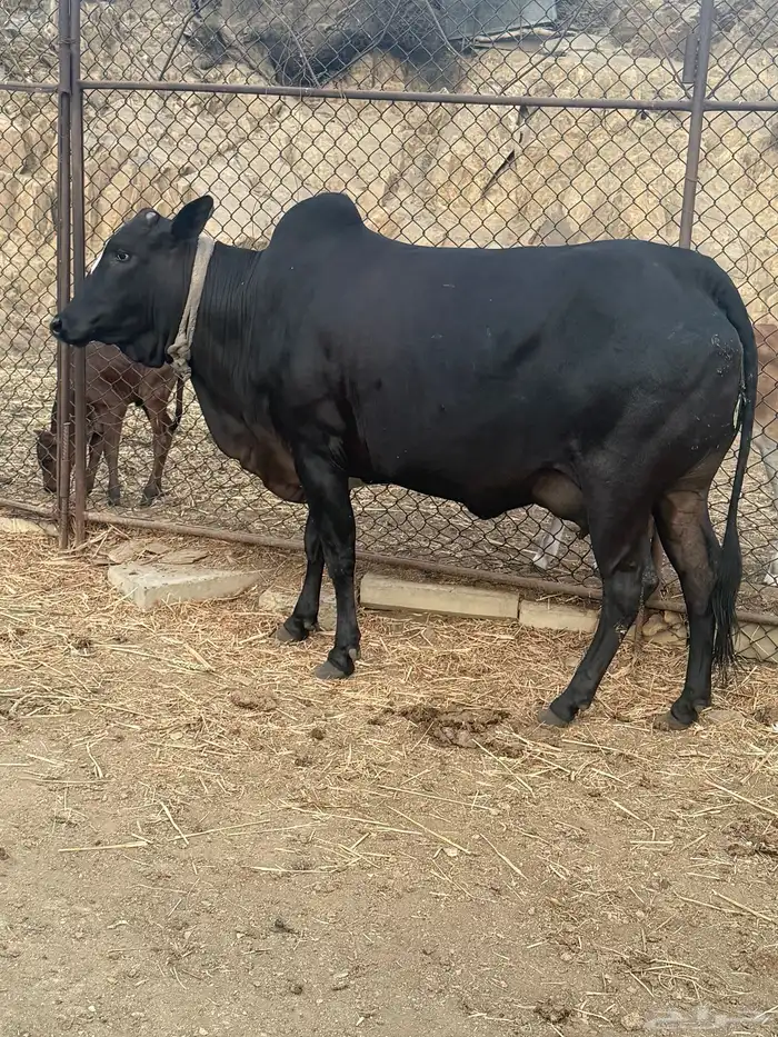 بقره والددد 1