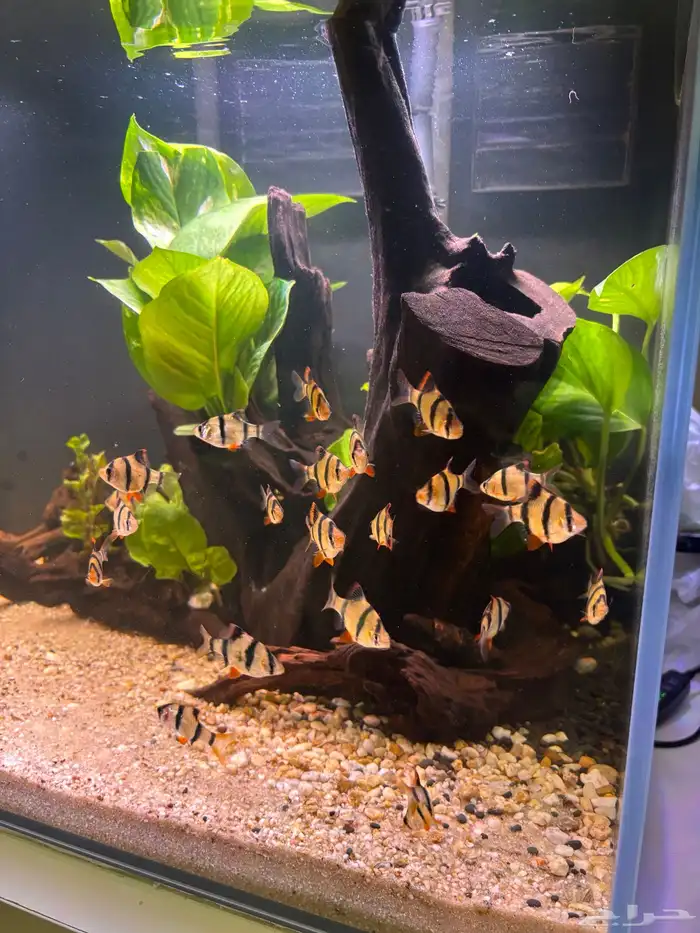 اسماك تايقر بارب للبيع 2