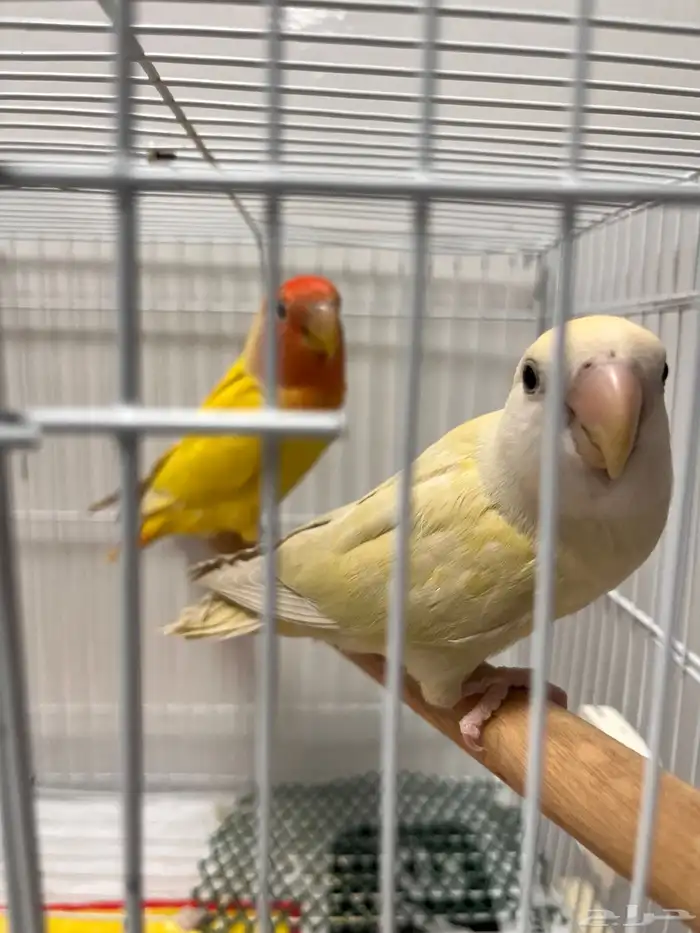 زوج روز متوالف   أليفين 0