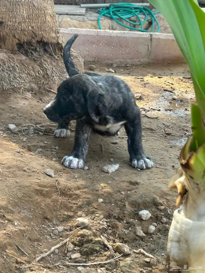 جراوه قوقاز 0