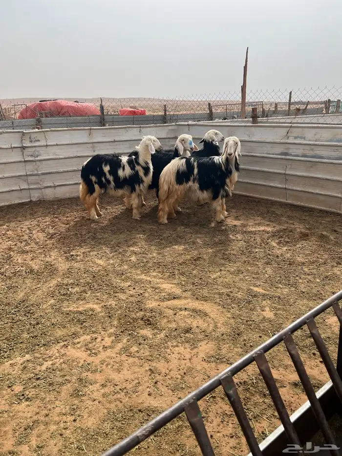 رخال نجد اعمارها 8شهور 10