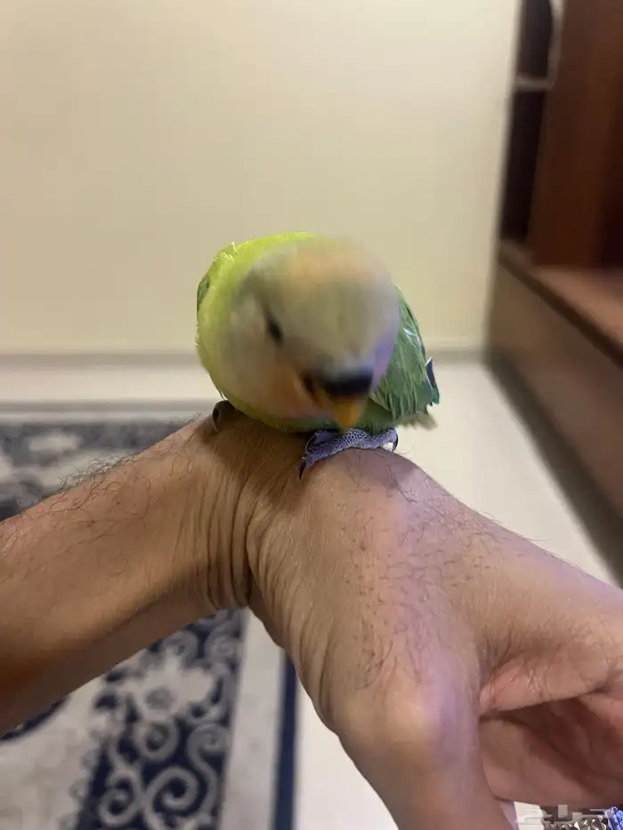 فرخ روز نهاية غر اليف 2