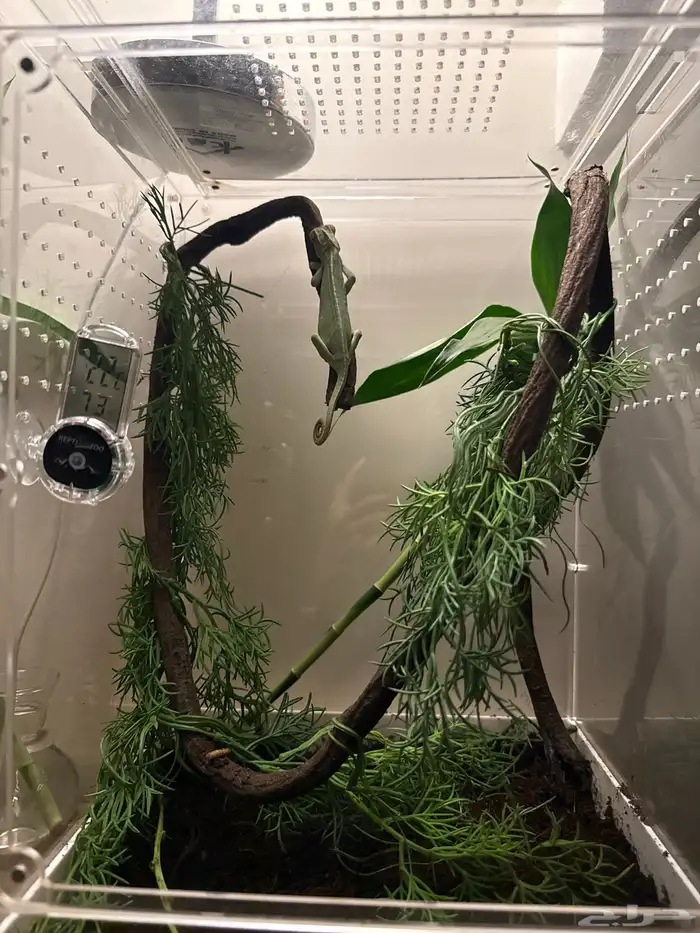 حرباء محجبة أنثى مع الحوض وكامل ملحقاتها للبيع 3