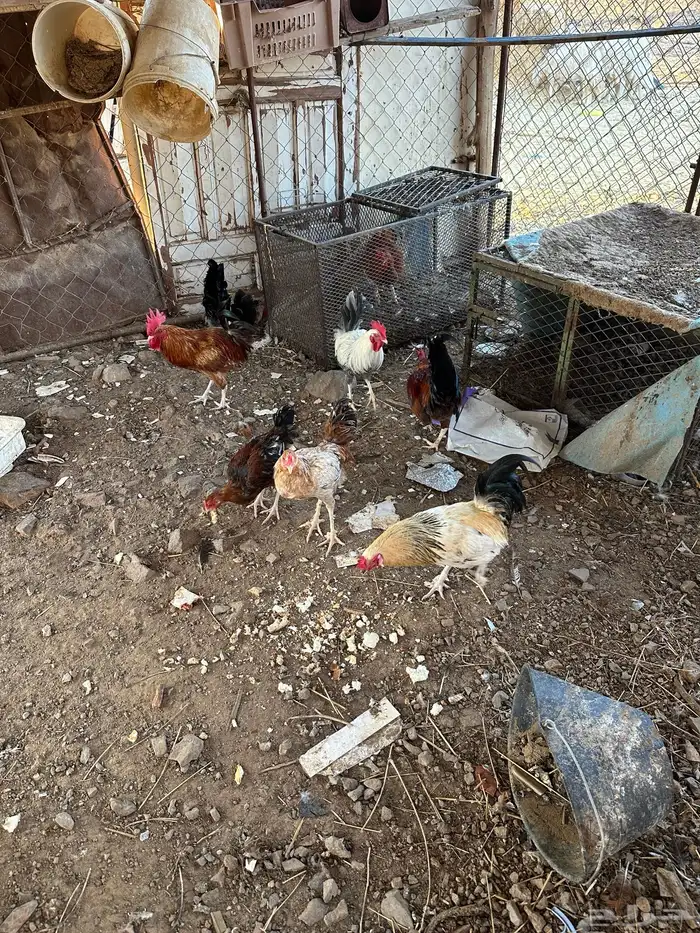 ديكه عدد 8 للبيع 0