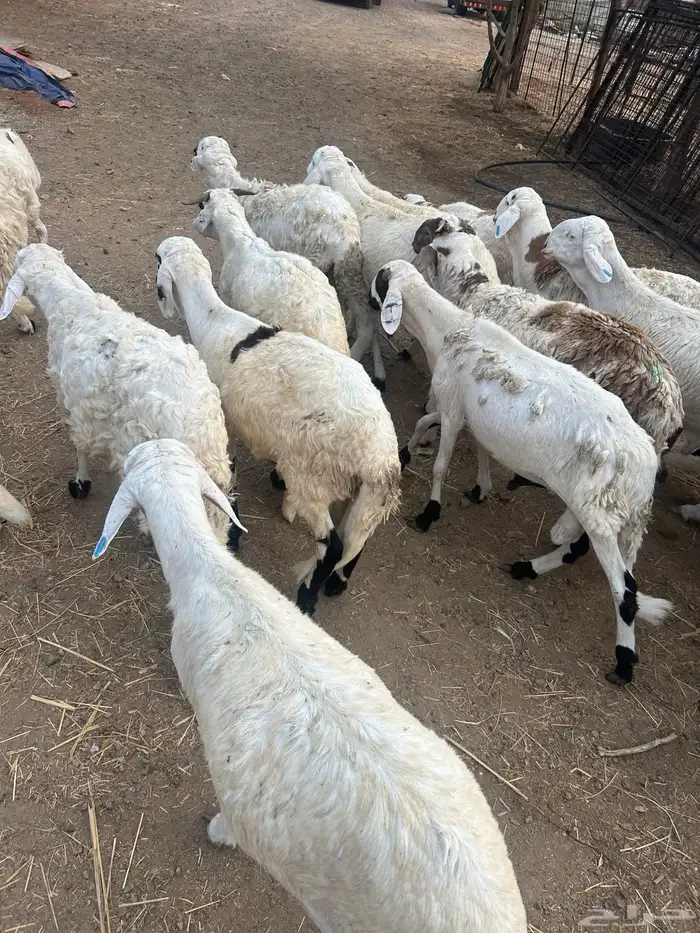 سواكن بيض تربية ثلاثة شهور 0