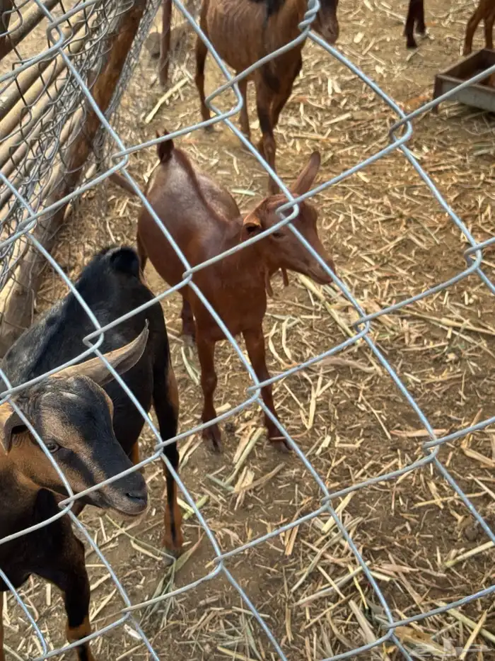 تيوس مندي سمان ونظاف 0