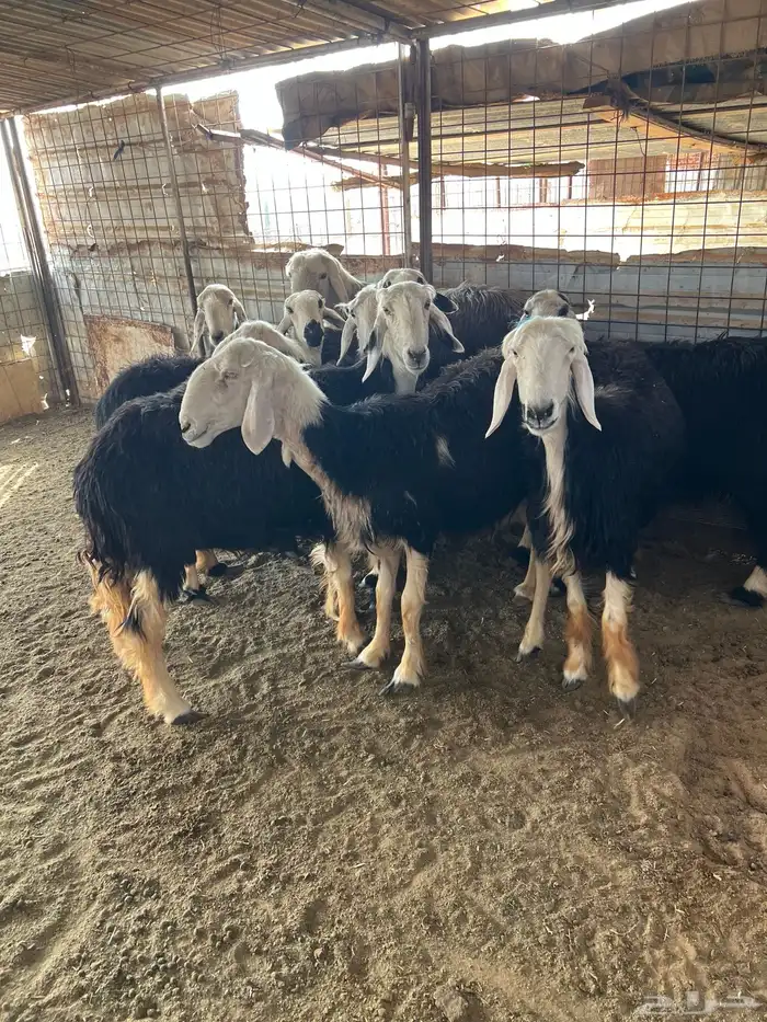 غنم نجد طيبه مضاريع 3