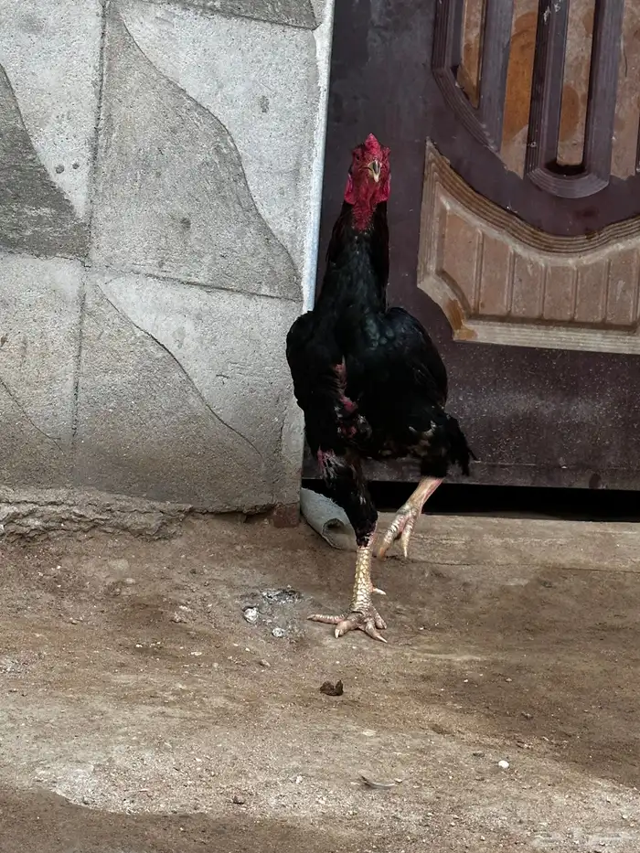 ديك شامو الماني 0