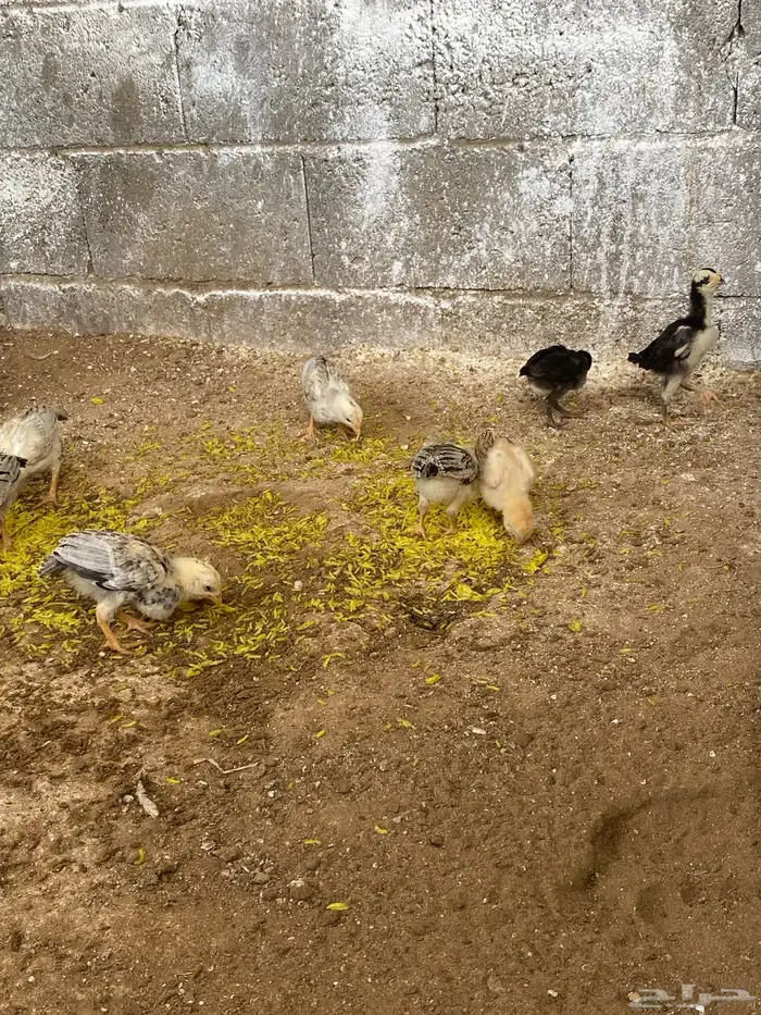 فروخ شامو وباكستاني 2