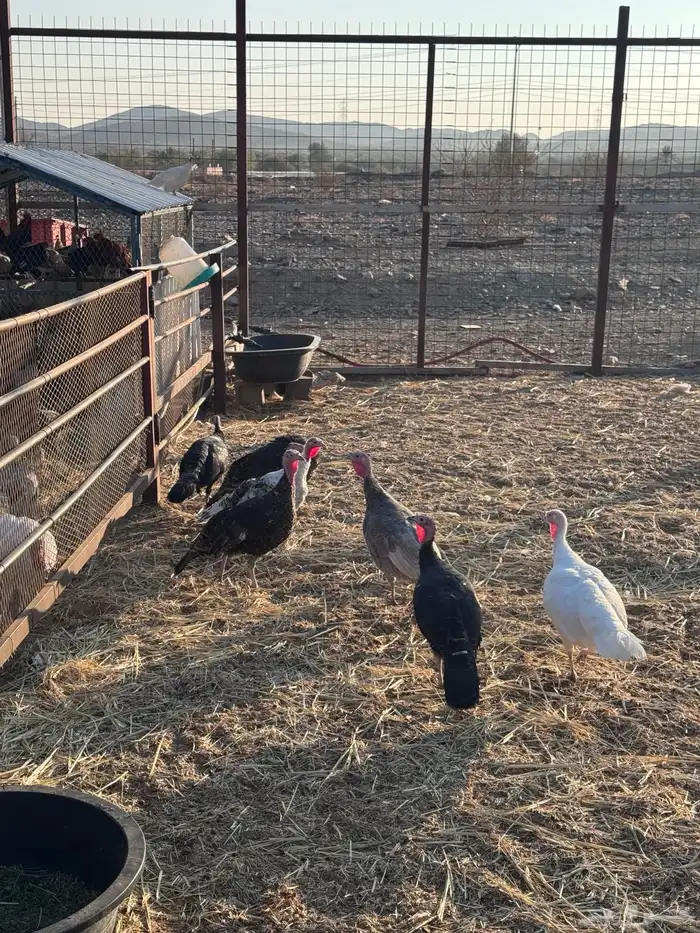 دجاج رومي نظييف 7