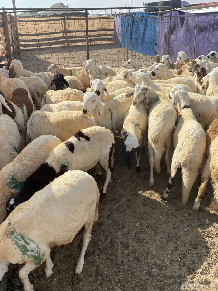 للبيع طليان سواكن 1