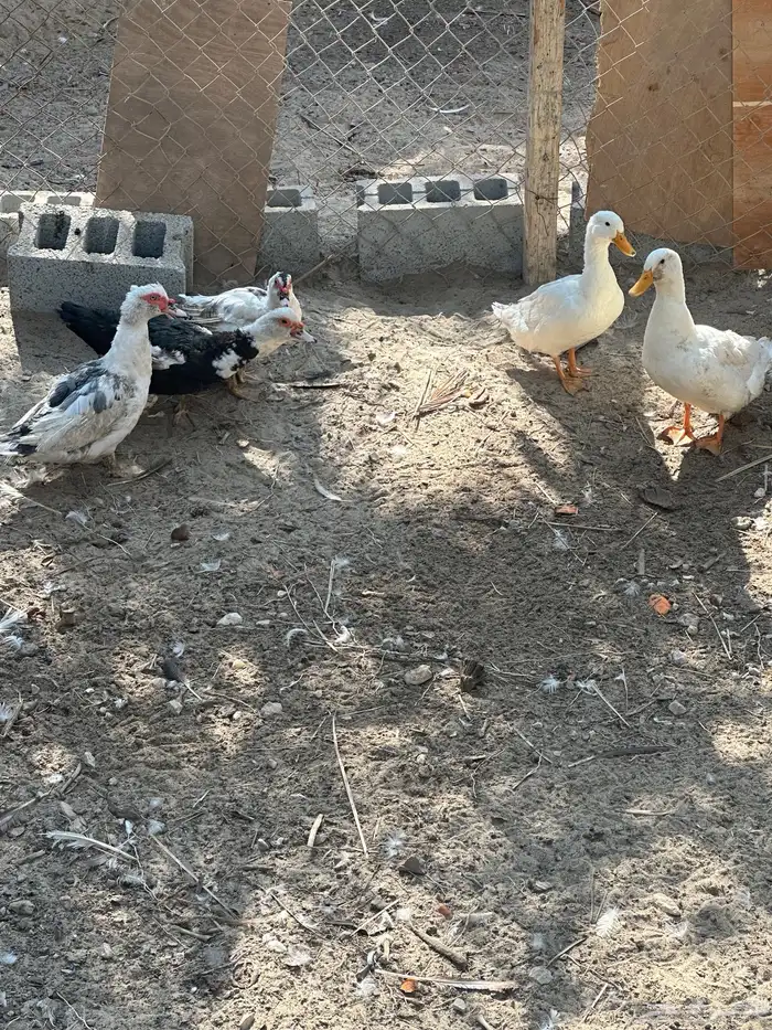 بط بلدي و مصري للبيع 0