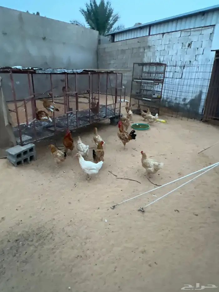 دجاج تركي بيور مع صيصان 8