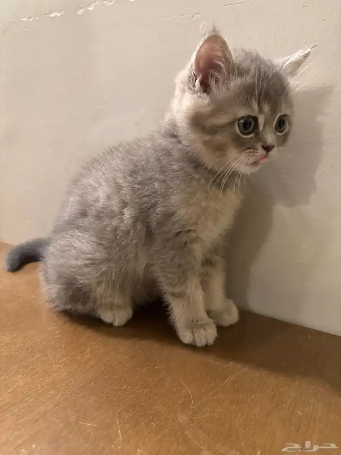 قطط للبيع عمر شهرين ونص 6