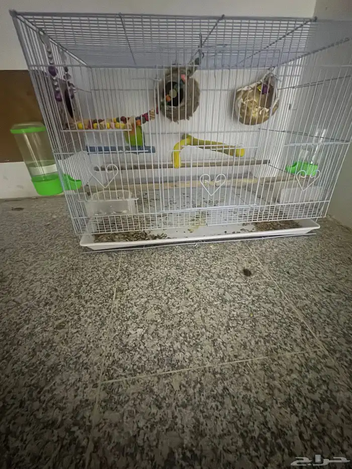 زوج روز مشروط مكينت انتاج مع بيضات 2 يفقصوان اسبوع ذا 3