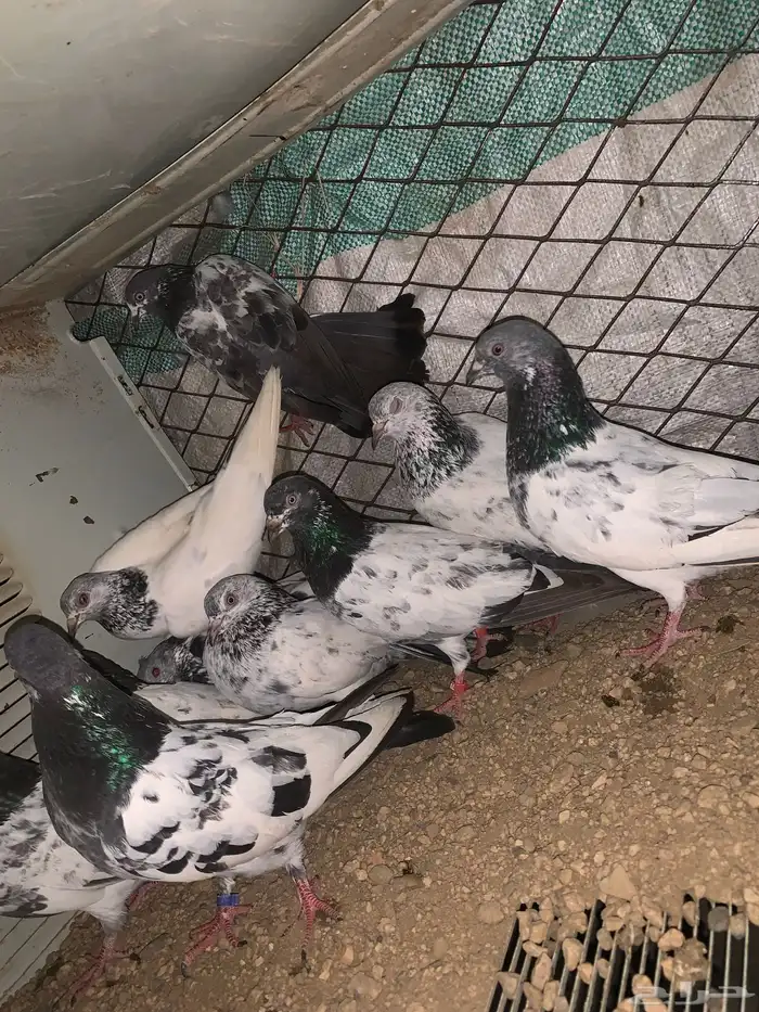 حمام باكستاني 2