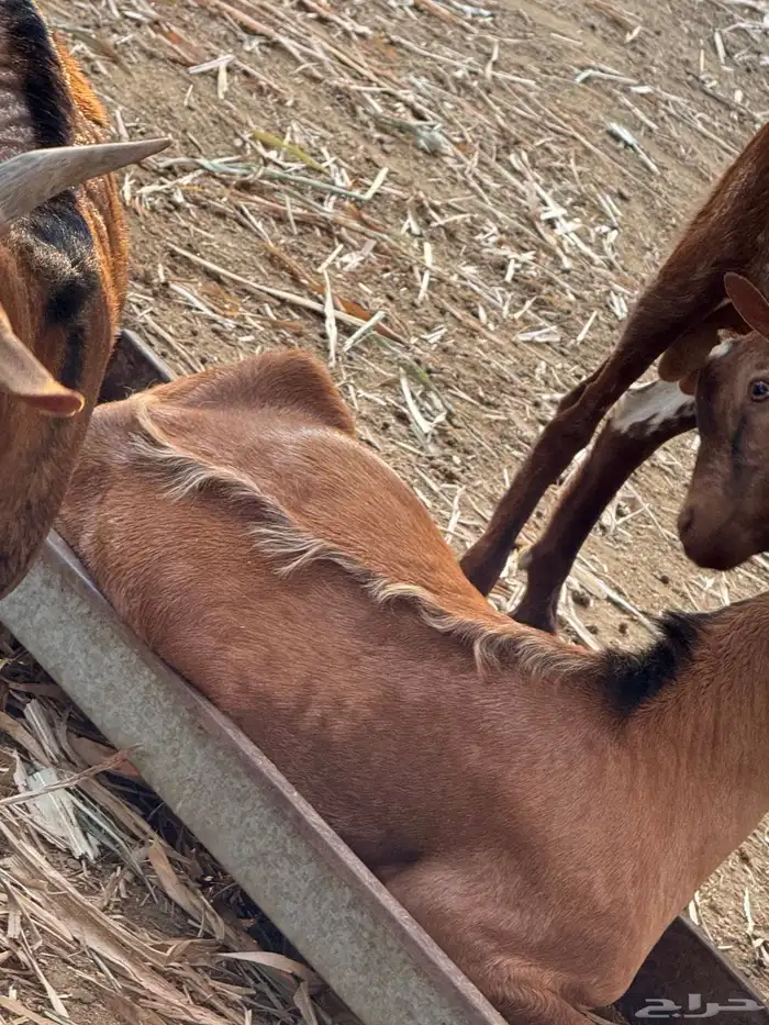 تيوس مندي سمان ونظاف 4