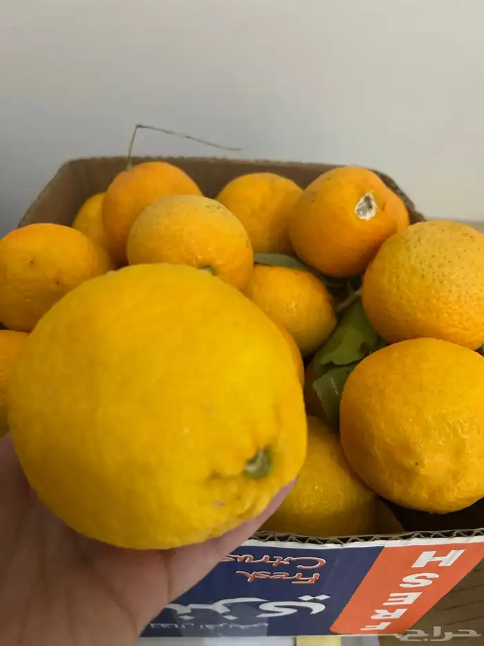 ليمون مزرعه الحره 4