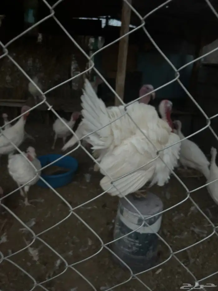 ديكه ودجاج رومي 0