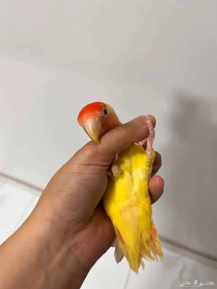 زوج روز متوالف   أليفين 3