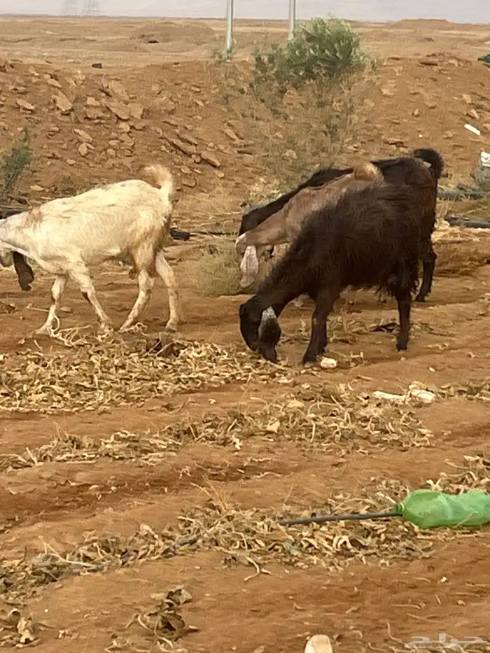 معزا مقنوي مراح طيبه جبره شبب متومه بدا بها الولاد مدافيع 3