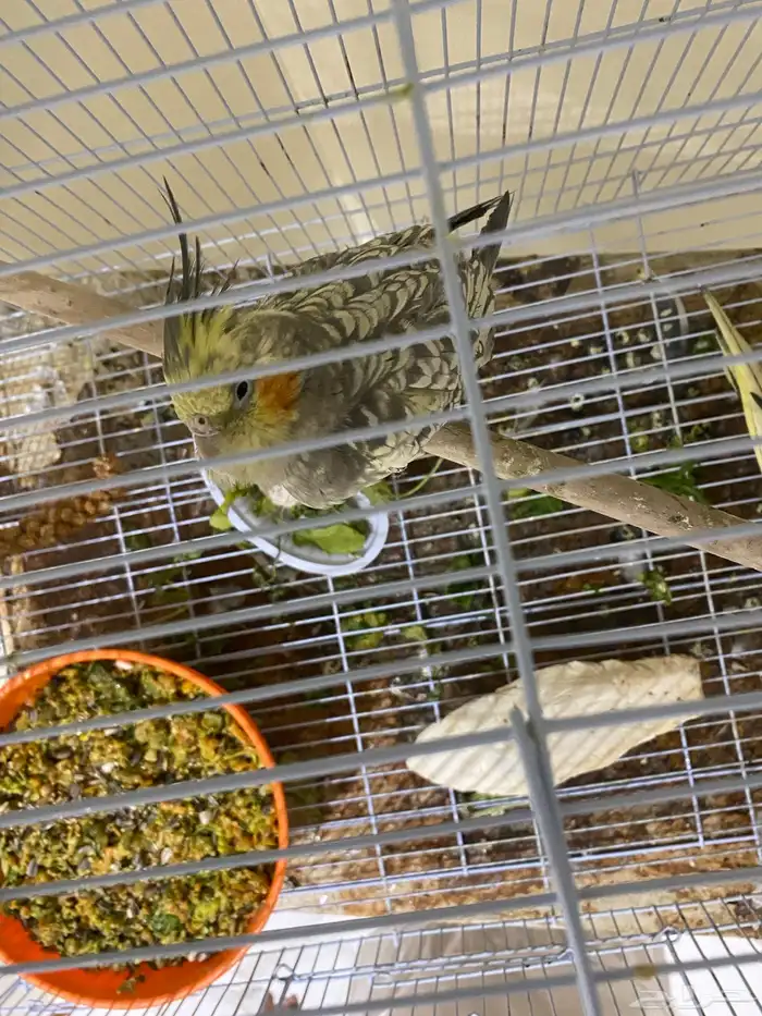 للبيع جوز كروان فراشه 1