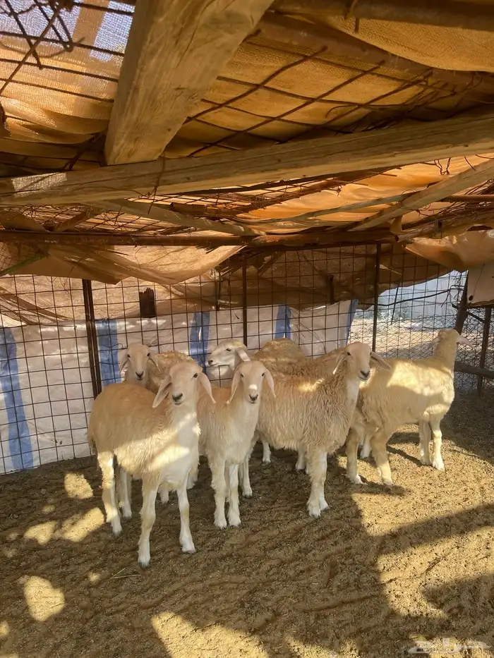 للبيع رخال حريه مراح واحد 1