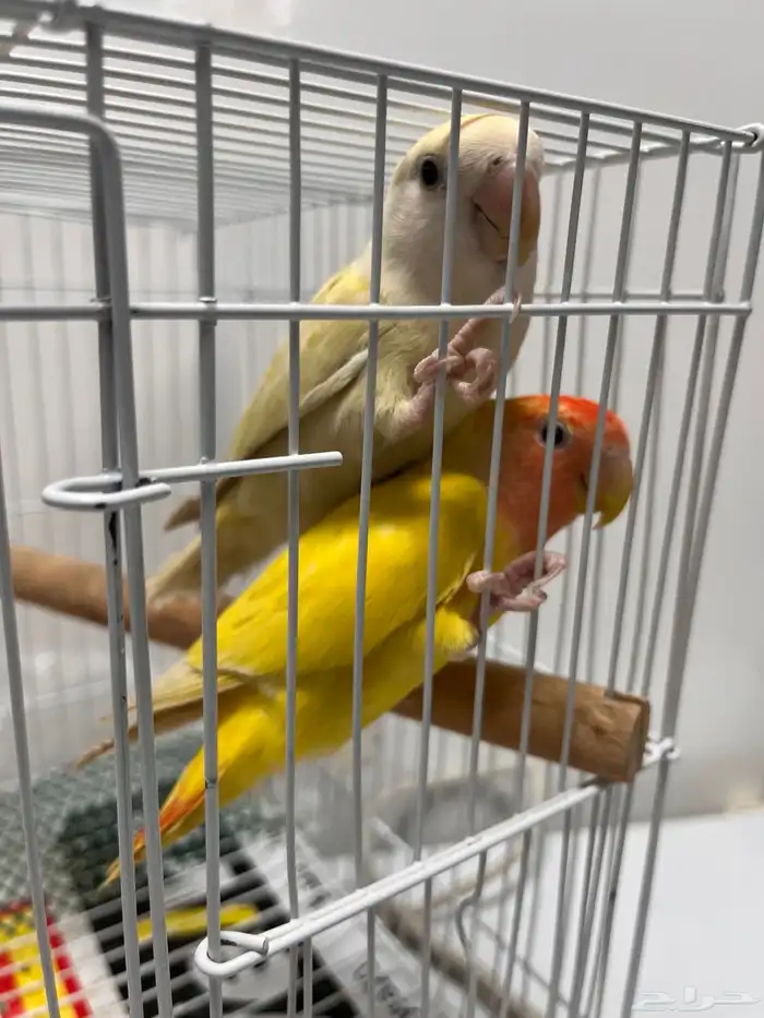 زوج روز متوالف   أليفين 1